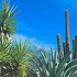 Best Landscapers in Scottsdale